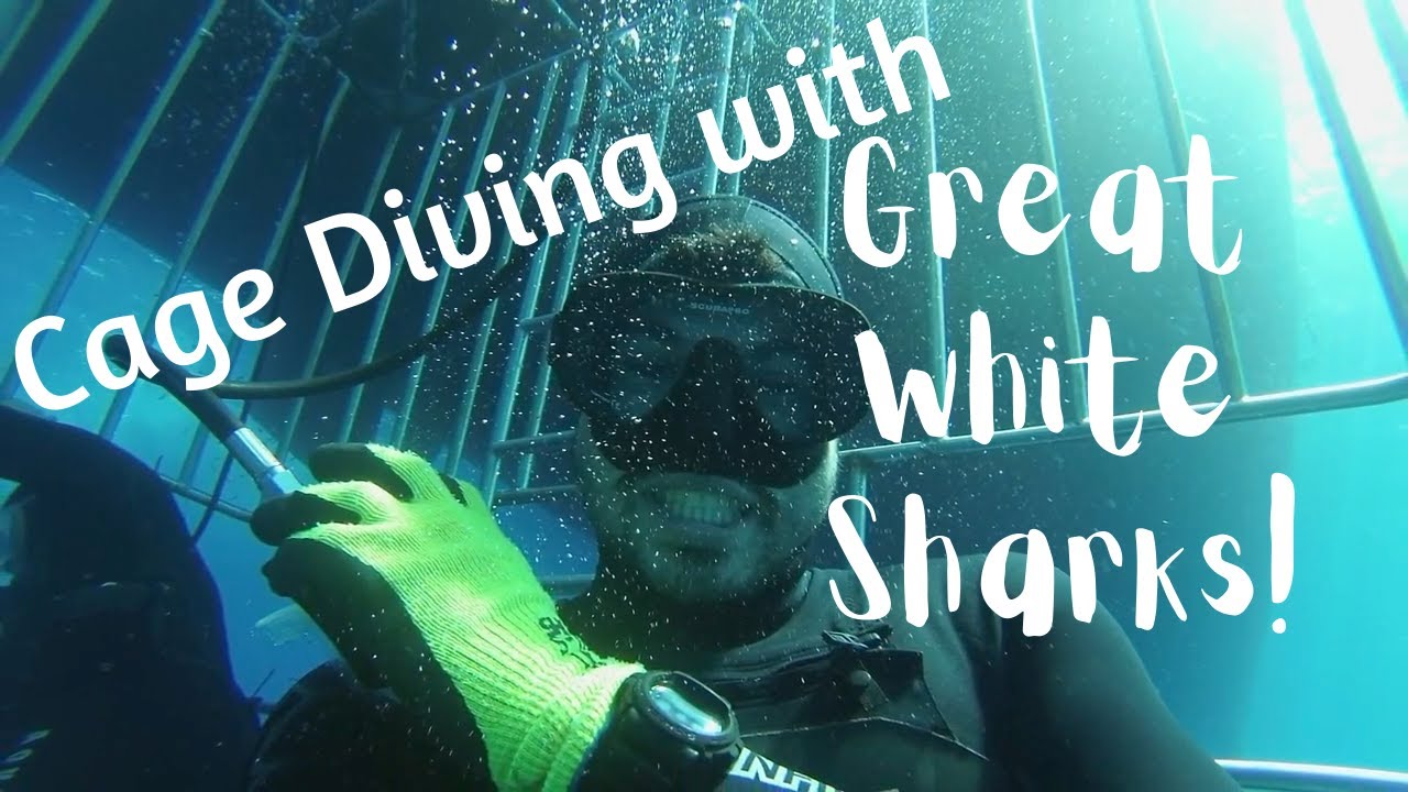 GREAT WHITE SHARK Cage Diving Guadalupe Island