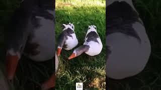 #Duck attack me #amazing #animals #fynny