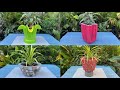 Top 4 beautiful creation - Making of flower plant pots at home made from cement with cloth and caps
