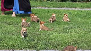 Welsh Corgi Puppies For Sale
