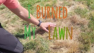 Identifying and Recovering From Fertilizer Burn! #fertilizer #lawn #diy