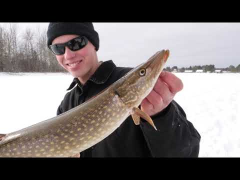 1909 Feb 28/2019 – This week we go above the bridge to chase some pike, we also follow a first time ice angler, then stop in at a local rabbit hunting tournament!