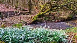 The murmur of a stream and the singing of birds in the forest calms the nervous system. Relaxation. by waldirelax 396 views 1 month ago 1 hour, 18 minutes