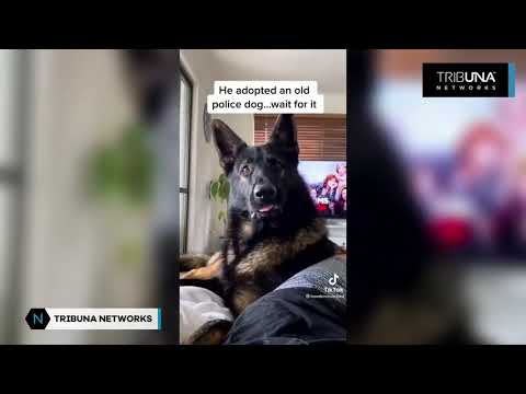 Video: Reacciones De La Piel A Las Drogas En Perros