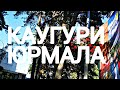 Юрмала. Как хорошо жить в Каугури!