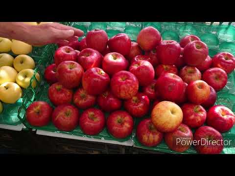 How to Choose Sun-Fuji Apples