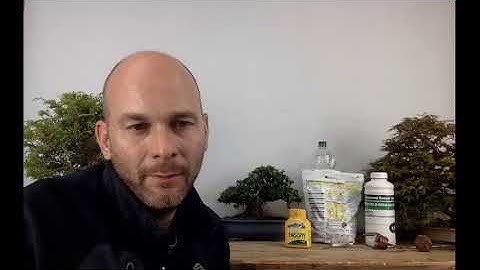 Fertilising bonsai in the spring