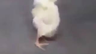 Pintinho Se Alongando