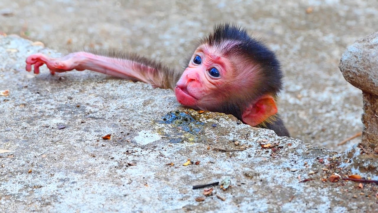 Update new action of newborn baby monkey after mother tries abandon new baby / lovely newborn baby