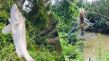 Câu cá sông chỗ mới dính cá chẽm, tôm càng, cá ngát tùm lum