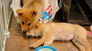 野犬の子犬たち。一番小柄な子が急変…支えたのは、一番怖がりなあの子でした