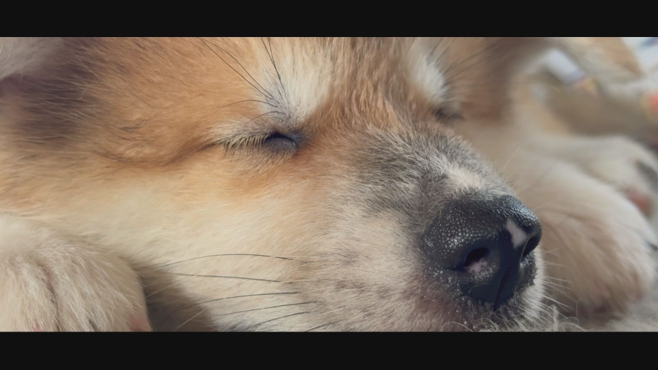 じいちゃんの秋田犬【大家族編】#62 スヤスヤと - YouTube