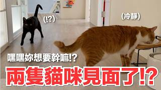 【好味小姐】&nbsp;兩隻貓咪見面了！？嘿嘿妳想要幹嘛！？｜好味貓日常267