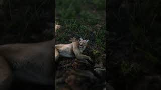 RDR 2 Охота на пуму. Puma hunting. #reddeadredemption2 #rdr2 #rdr2online #shorts #short