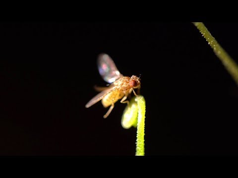 Round-leaved sundew: How a fly can die