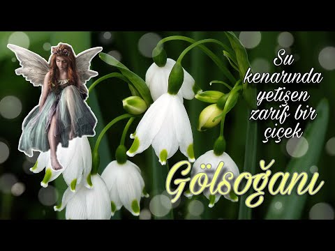 Video: Leucojum soğanlarını nə vaxt əkmək lazımdır?