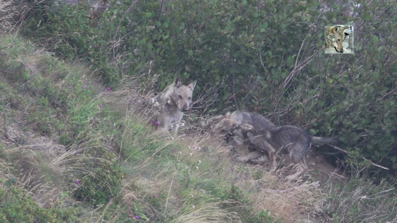 Lupi in Val di Susa: Una giornata in compagnia del branco con i cuccioli
