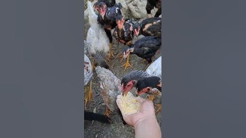 gà rừng gà ta cùng nhau ăn uống.qaib qus qaib hmoob xib twv noj pob kws