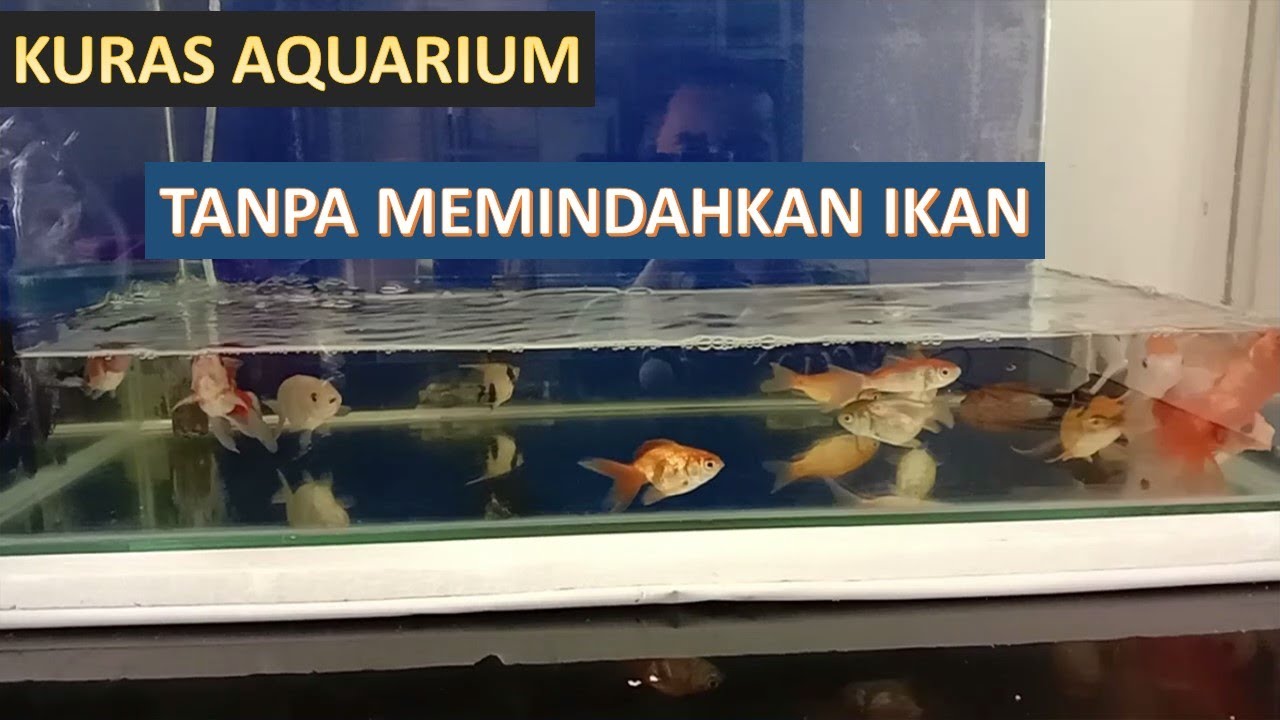 Cara Mudah Mengganti Menguras Air Aquarium Tanpa Memindahkan Ikan Youtube Cara mengganti air aquarium ikan koi