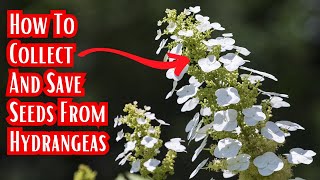 How To Easily Collect Save And Store Hydrangea Seeds