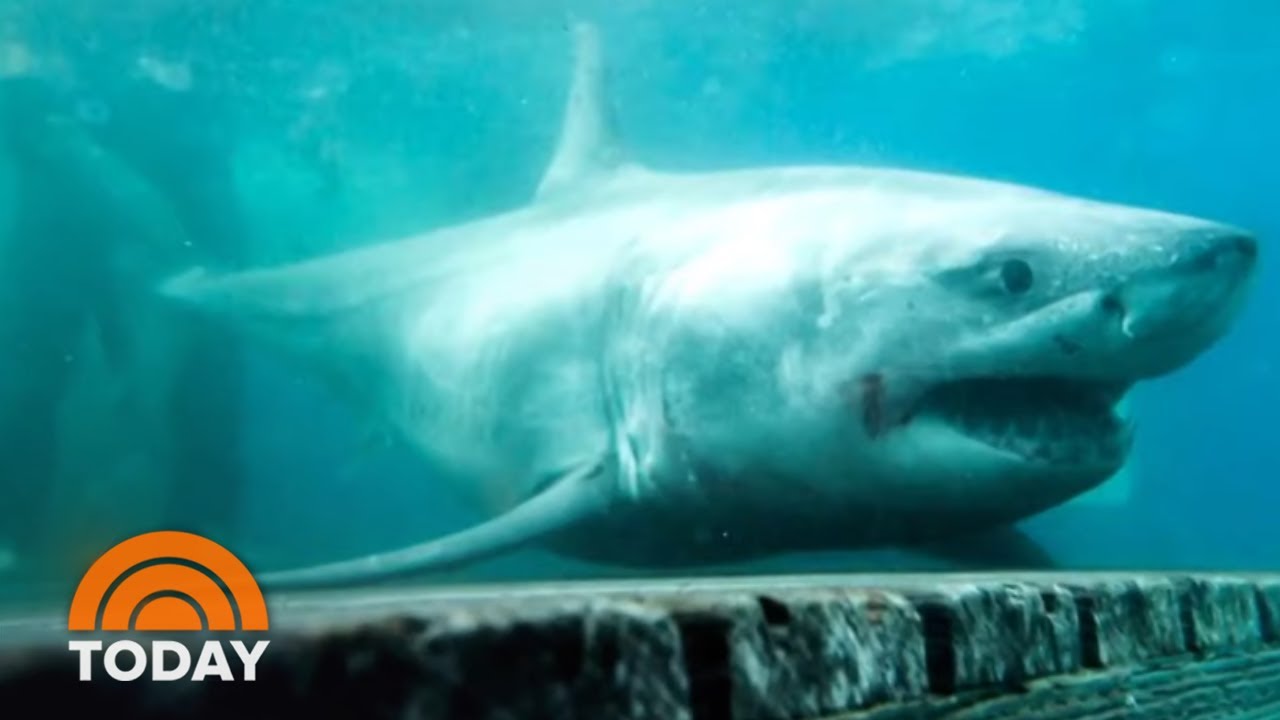 Great White Shark Spotted In Long Island For 1St Time Ever | Today