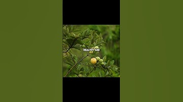 “Amazing Health Benefits of Guava 🍈 | Eat Guava Daily for Immunity & Glowing Skin”