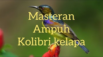 Masteran kasaran kolibri kelapa ||Kolibri manggar ||masteran ampuh || wicuwicu @kicauplatad9859