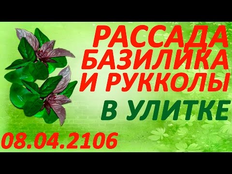 Как вырастить рукколу из семян в домашних условиях