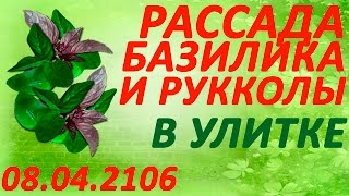 видео Как вырастить базилик на подоконнике: пошаговая инструкция, уход