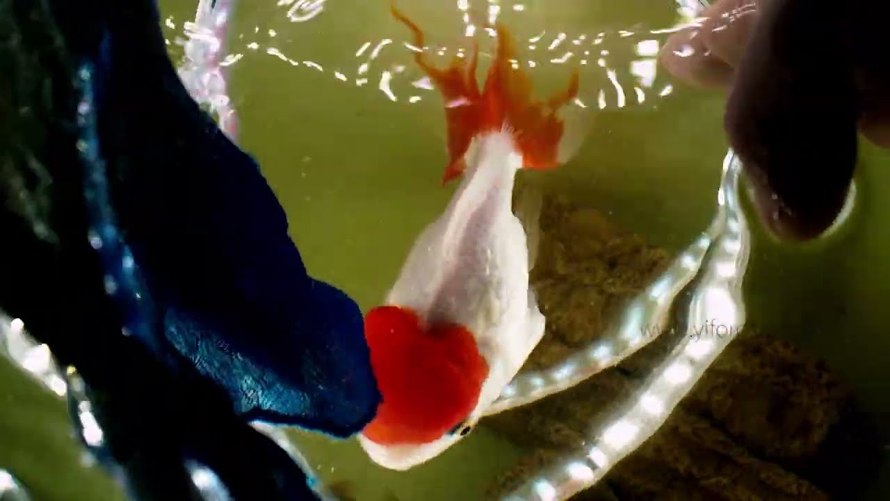 high voltage led strip lights no need adapter