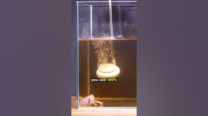 Axolotl Spa Treatment 🛁