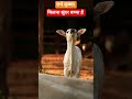 #cow #gau Gau Seva karna Sahi Dharm hai#bhaktibhajan #viralvideo #viralreels #viralshorts ##animals
