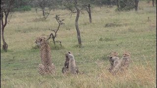 Cheetah with five cubs