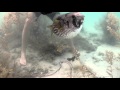 Porcupine fish rescue