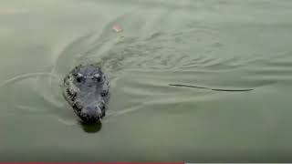 Meanwhile In Florida... ALLIGATORS MOLEST PEOPLE!!!