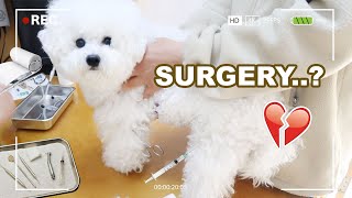 My Dog Gets Surgery