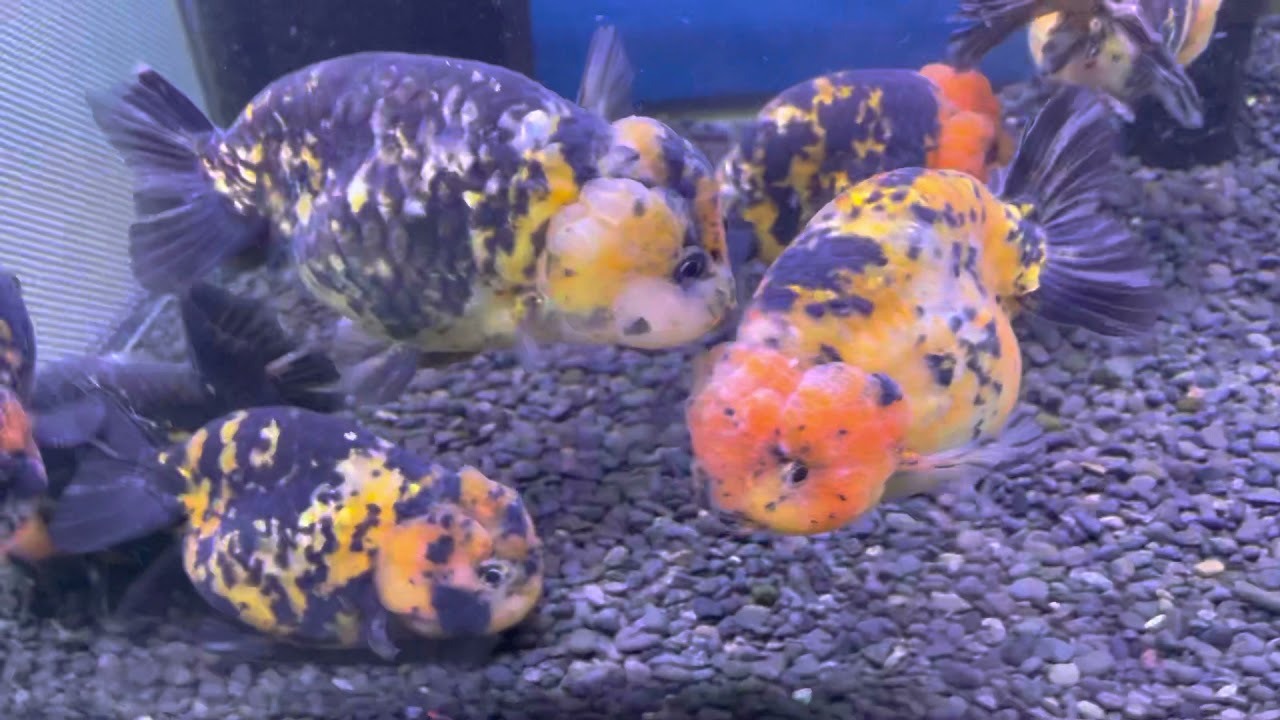 入荷情報 ページ 2 トロピカルフィッシュ佐野 金魚館ブログ