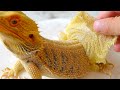 【脱皮】フトアゴヒゲトカゲの皮を脱ぐお手伝い【飼育ルーティン】爬虫類のいる暮らし