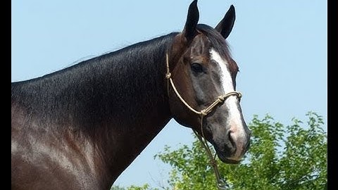 A Keen Casanova     ***For info, price, etc., go to our website*** Valley View Ranch