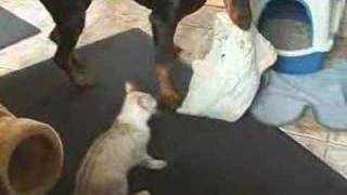 Bengal v Dobermann Net Worth