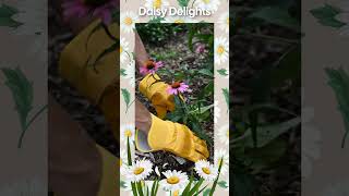 Daisy Delights Discover Fascinating Facts About Daisies