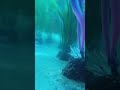 14 день развединия Betta splendens: наблюдаем за мальками #mikmok