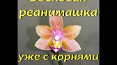 Орхидеи,узамба́рские фиалки,Самара🌺