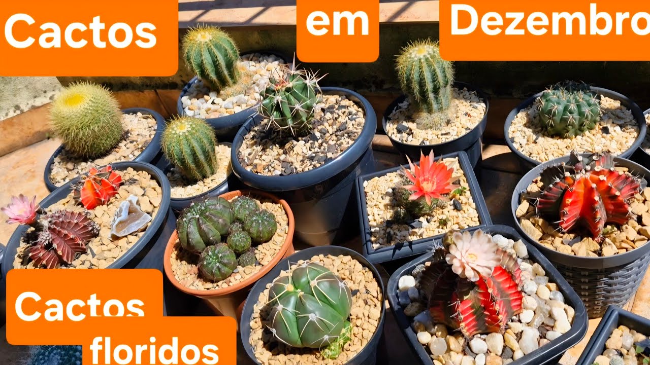 Cactos do final de ano