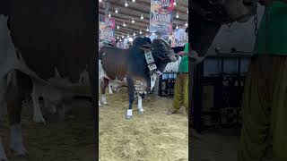 Crown Cattle Farm #animalslover #Crowncattlefarm #cow #bull #cattle