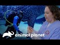 Toda una hazaña: tomar una muestra a un tiburón ballena | El Acuario | Animal Planet