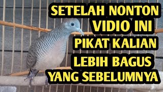 Masih banyak yang belum bisa nglatih perkutut pikat
