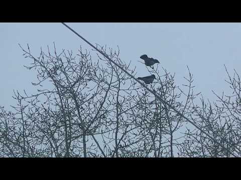 Видео: Охота с пневматикой на серую ворону и сороку. 18.02.18.