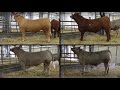 Livestock Judging Walk Through Beef