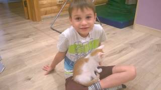 Котенок-рыжий ребенок Котенок-рыжий ребенок